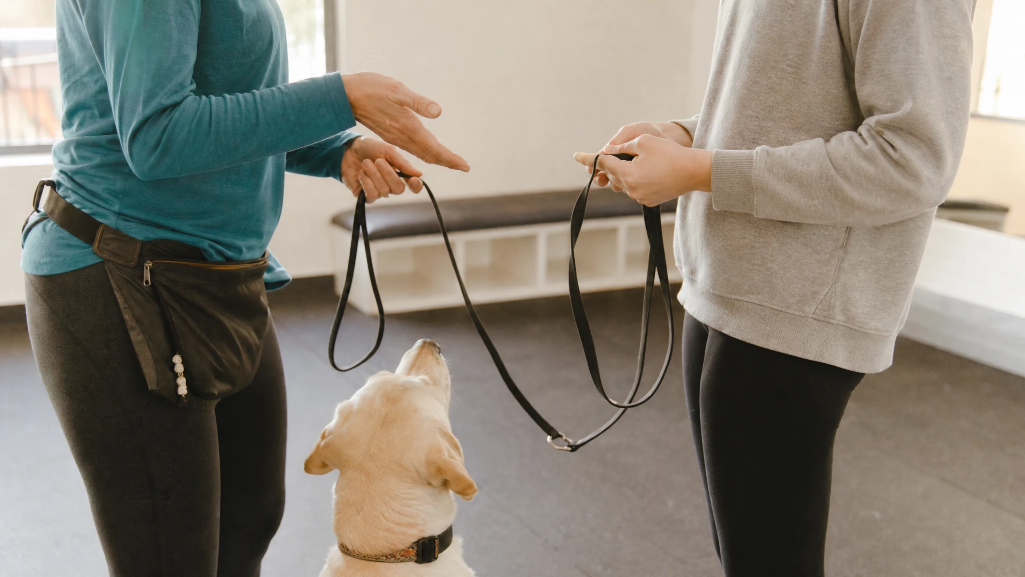 Certified Dog Trainers in Chandler: Credentials and How to Choose